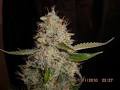 White widow x critical paquete 50 semillas